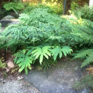 Sieboldo papartis lot Dryopteris sieboldii