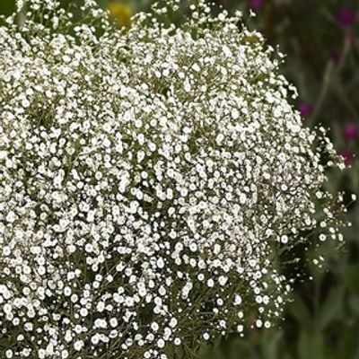 Guboja Muilin Lot Gypsophila Paniculata Festival White Flare 