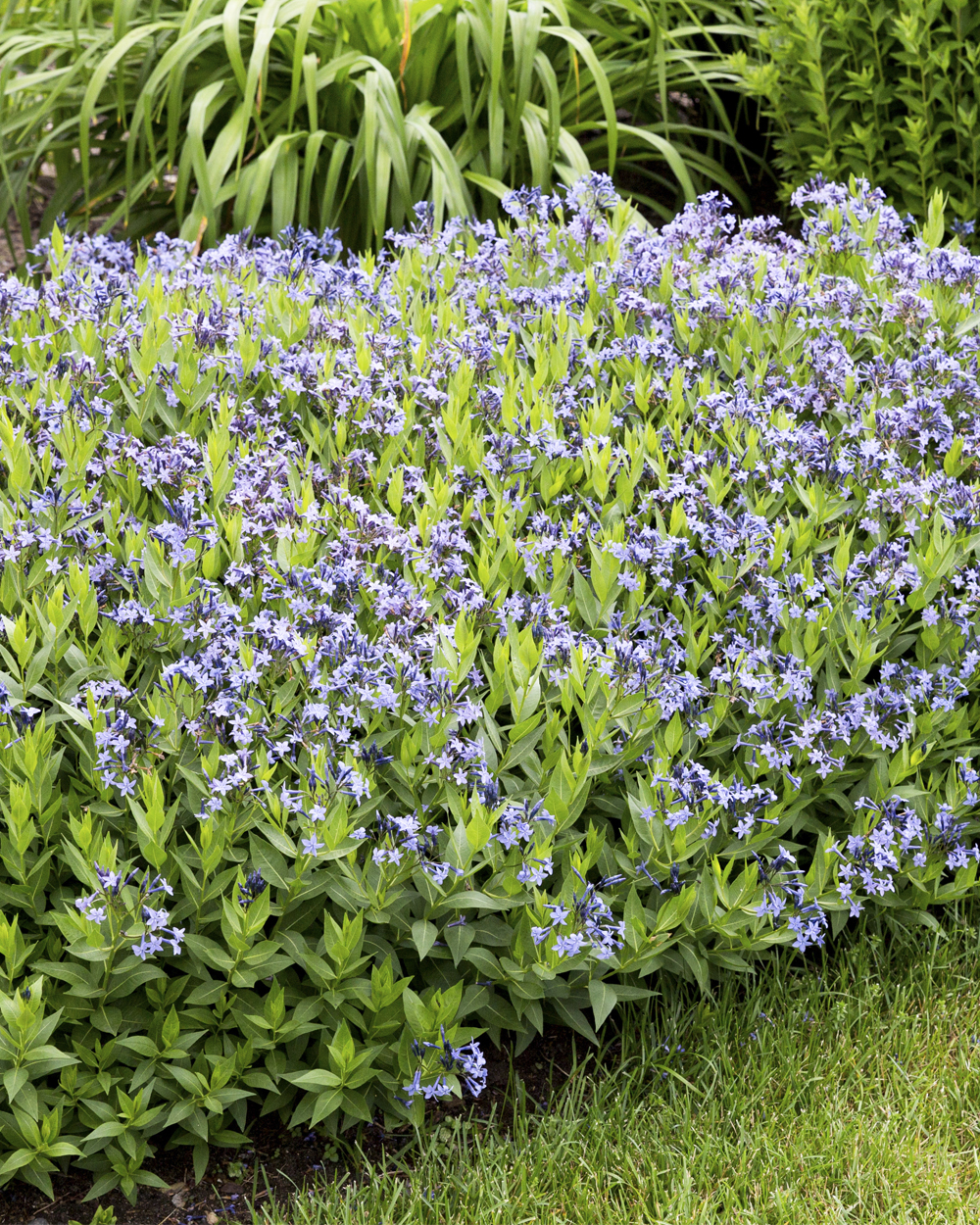 Dirktas Blue Ice lot Amsonia Blue Ice - Image 2