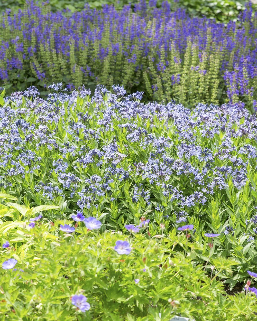 Dirktas Blue Ice lot Amsonia Blue Ice - Image 3