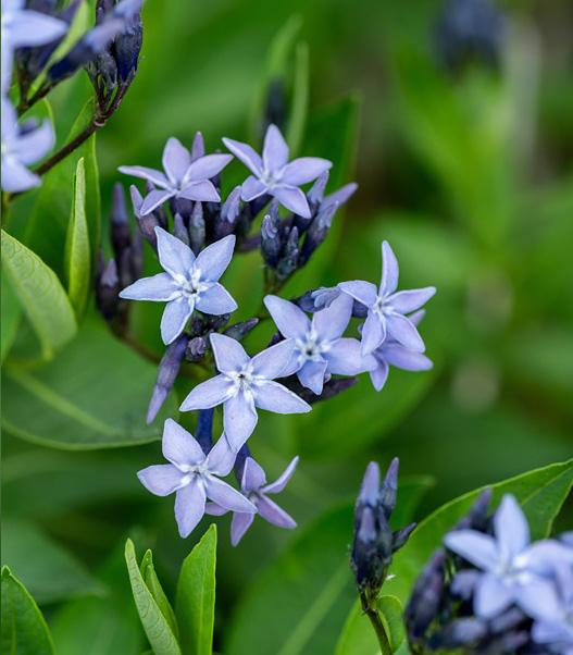 Dirktas Blue Ice lot Amsonia Blue Ice - Image 4
