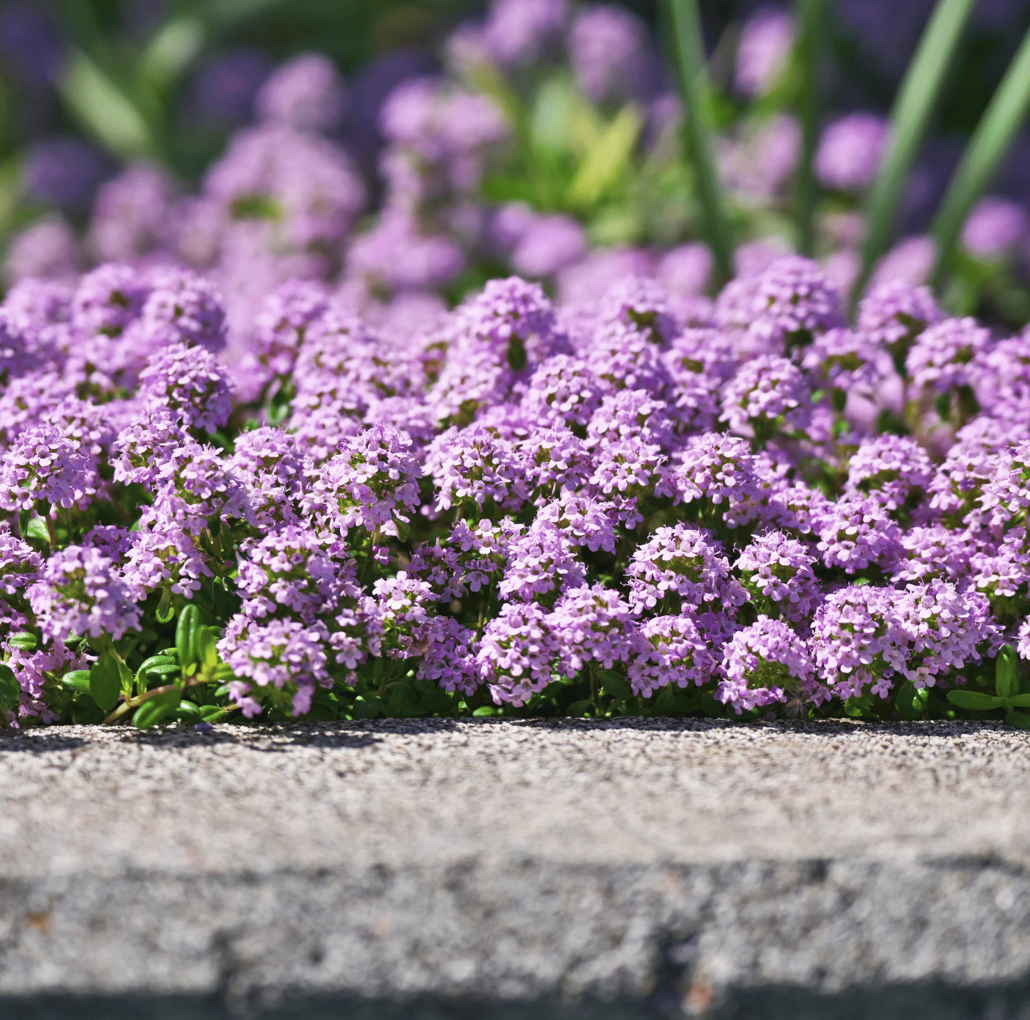 Šliaužiantis lot Thymus serpyllum ‘Terracina’ - Image 2