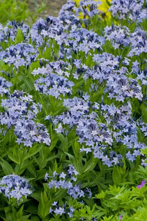 Dirktas Blue Ice lot Amsonia Blue Ice