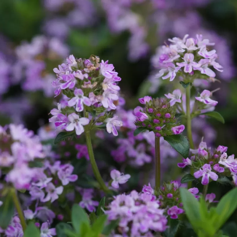 Šliaužiantis lot Thymus serpyllum ‘Terracina’ - Image 3