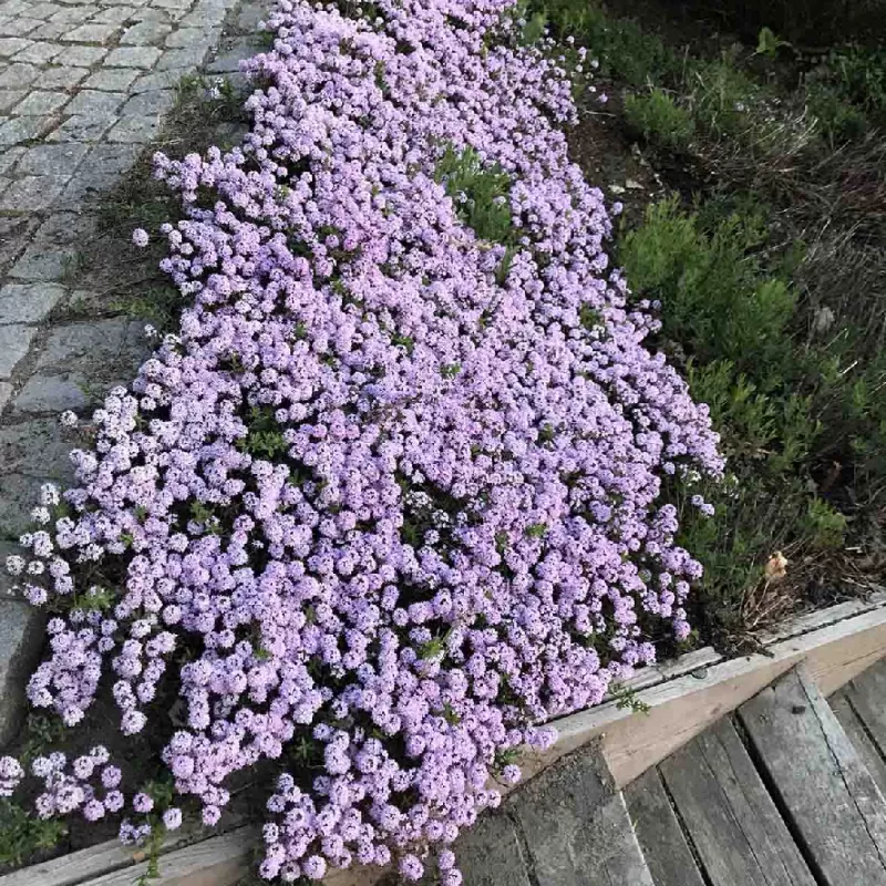 Šliaužiantis lot Thymus serpyllum ‘Terracina’
