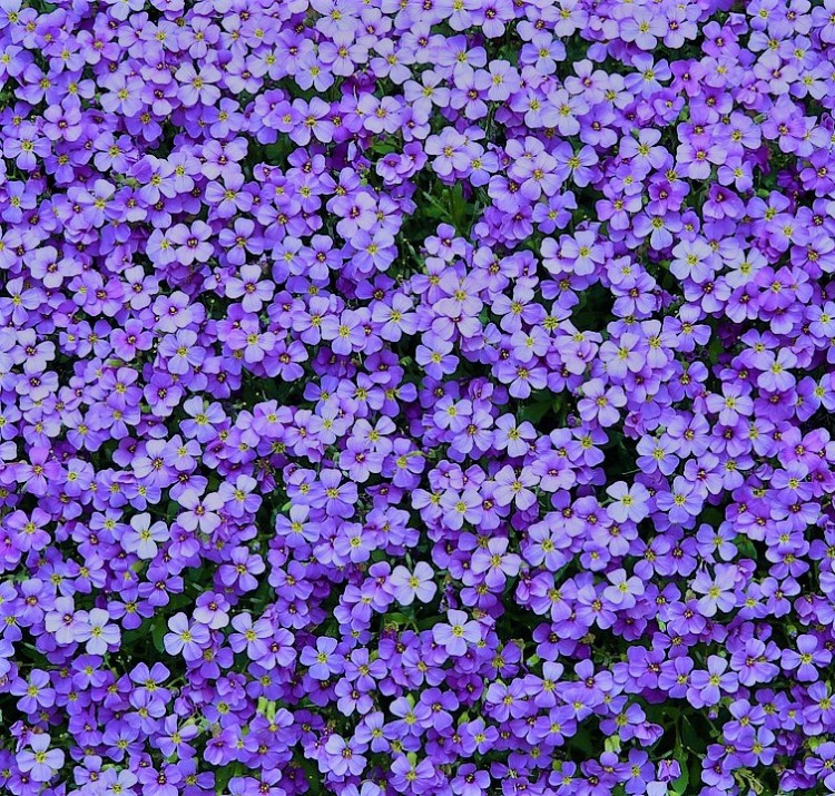 Aubrietė lot Aubrieta 'Blaumeise' - Image 2