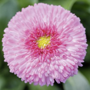 Saulutė lot Bellis perennis BELUGA® Compact Pink