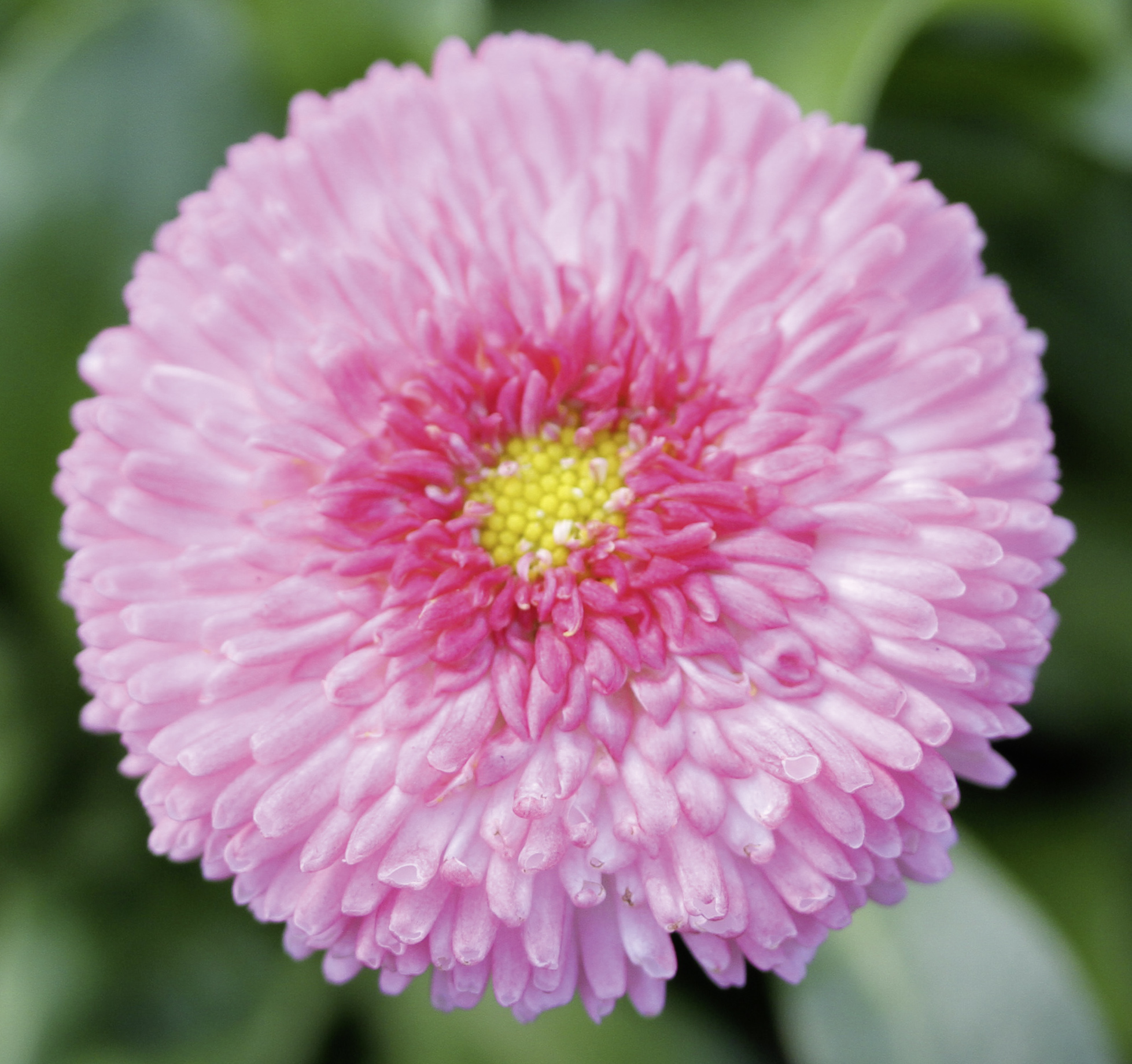 Saulutė lot Bellis perennis BELUGA® Compact Pink