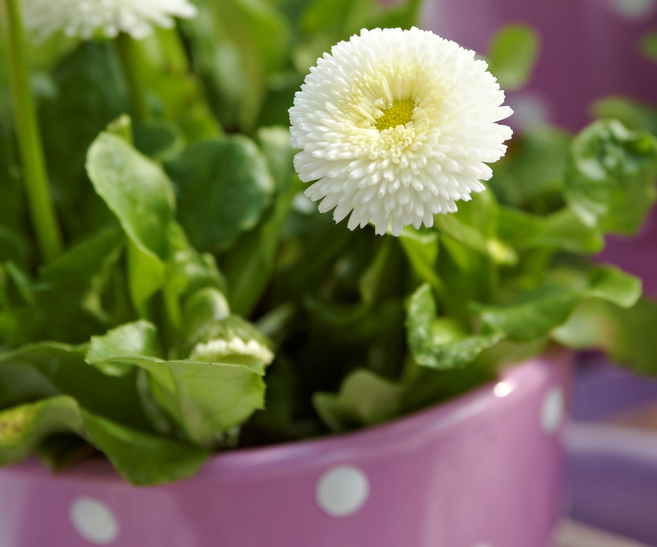 Saulutė lot Bellis perennis 'Tasso White'