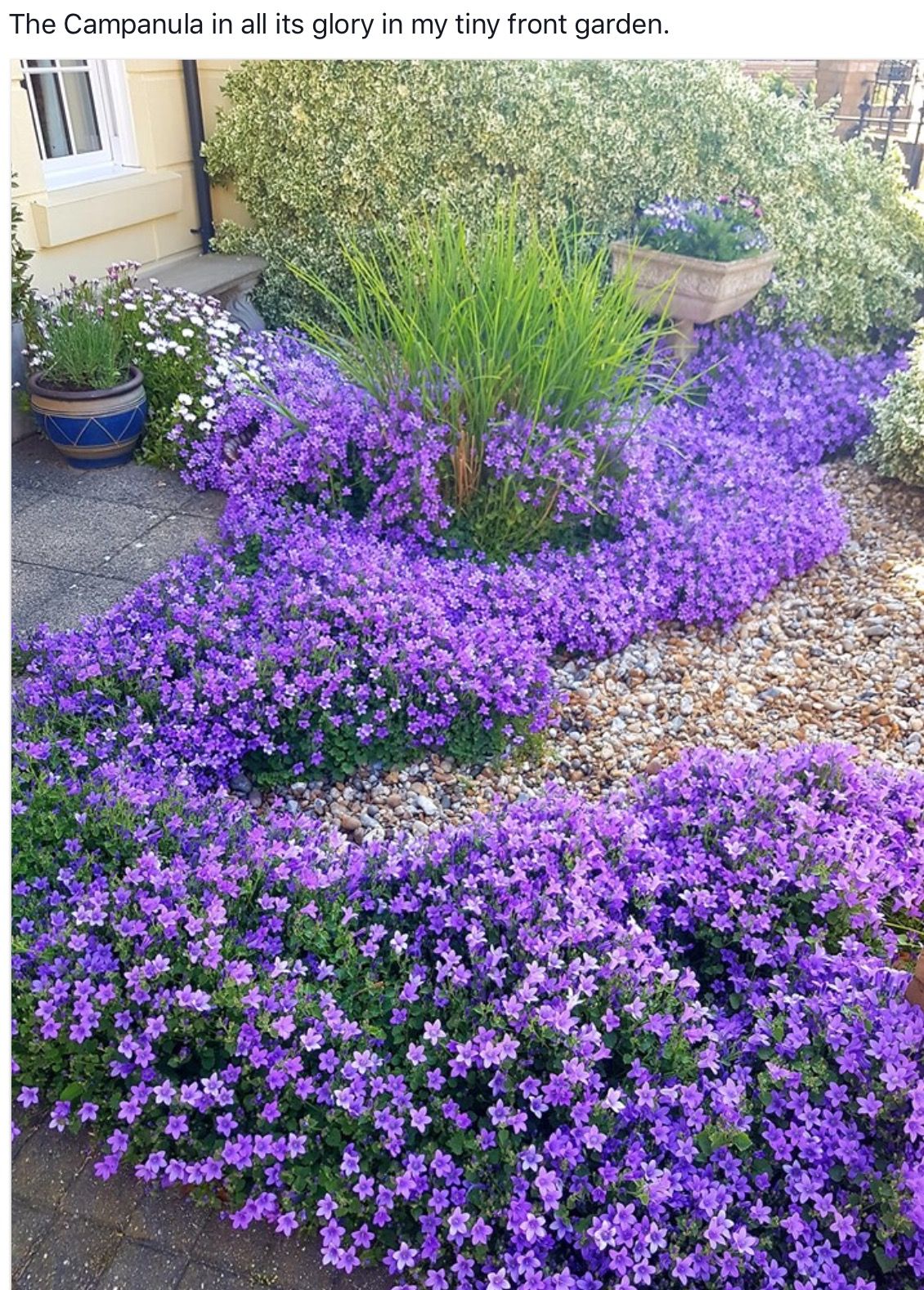 Aubrietė lot Aubrieta hybrida 'Axcent Deep Purple'
