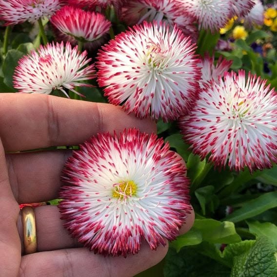 Saulutė lot Bellis perennis HABANERA® White with Red Tips