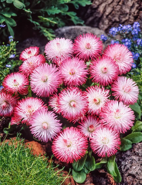 Saulutė lot Bellis perennis HABANERA® White with Red Tips - Image 2