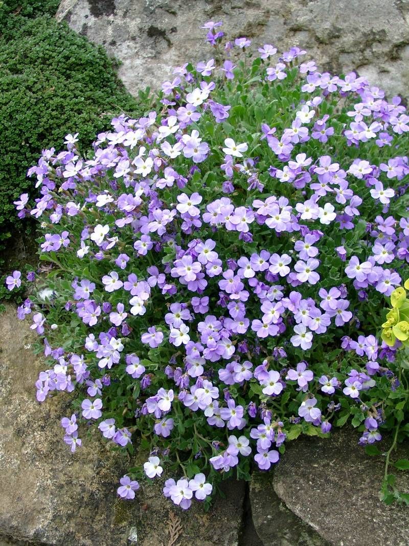 Aubrietė lot Aubrieta hybrida 'Axcent Light Blue'