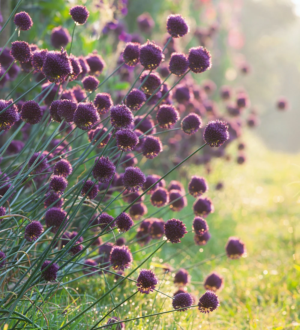 Kiaušininis česnakas lot Allium sphaerocephalon(10vnt) - Image 2