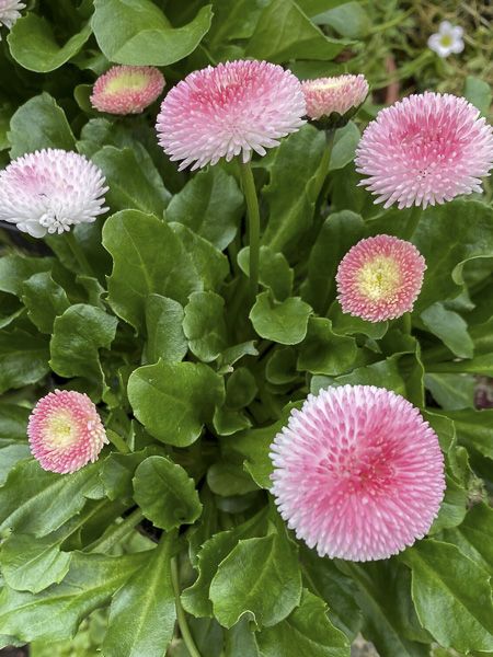 Saulutė lot Bellis perennis 'Tasso Strawberries & Cream'