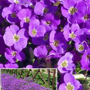 Aubrietė lot Aubrieta hybrida 'Chianti'