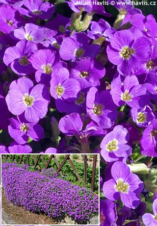 Aubrietė lot Aubrieta hybrida 'Chianti'