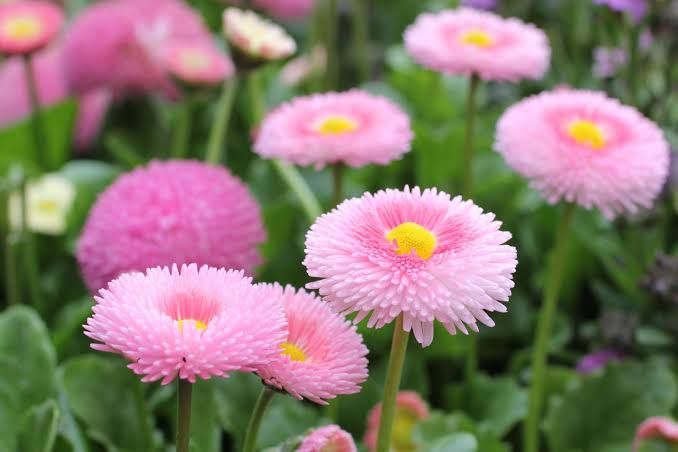 Saulutė lot Bellis perennis BELUGA® Compact Pink - Image 2