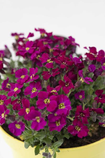 Aubrietė lot Aubrieta hybrida 'Axcent Burgundy' - Image 2