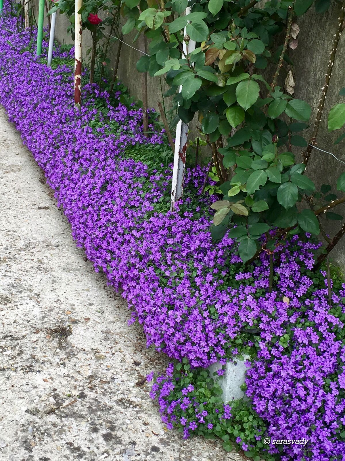 Aubrietė lot Aubrieta hybrida 'Axcent Deep Purple' - Image 2