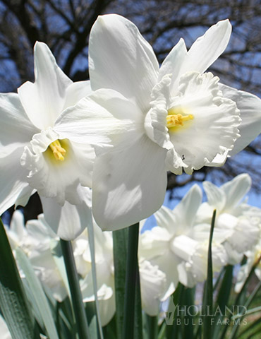 Narcizas lot Narcissus ‘Mount Hood’(5 vnt) - Image 2