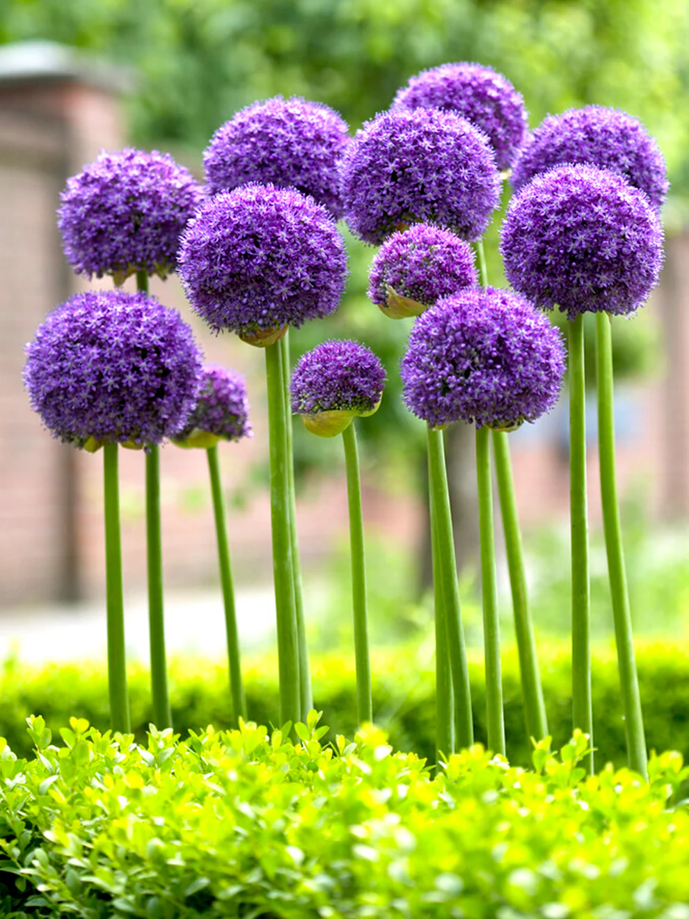 Dekoratyvinis česnakas lot Allium ‘Gladiator - Image 2