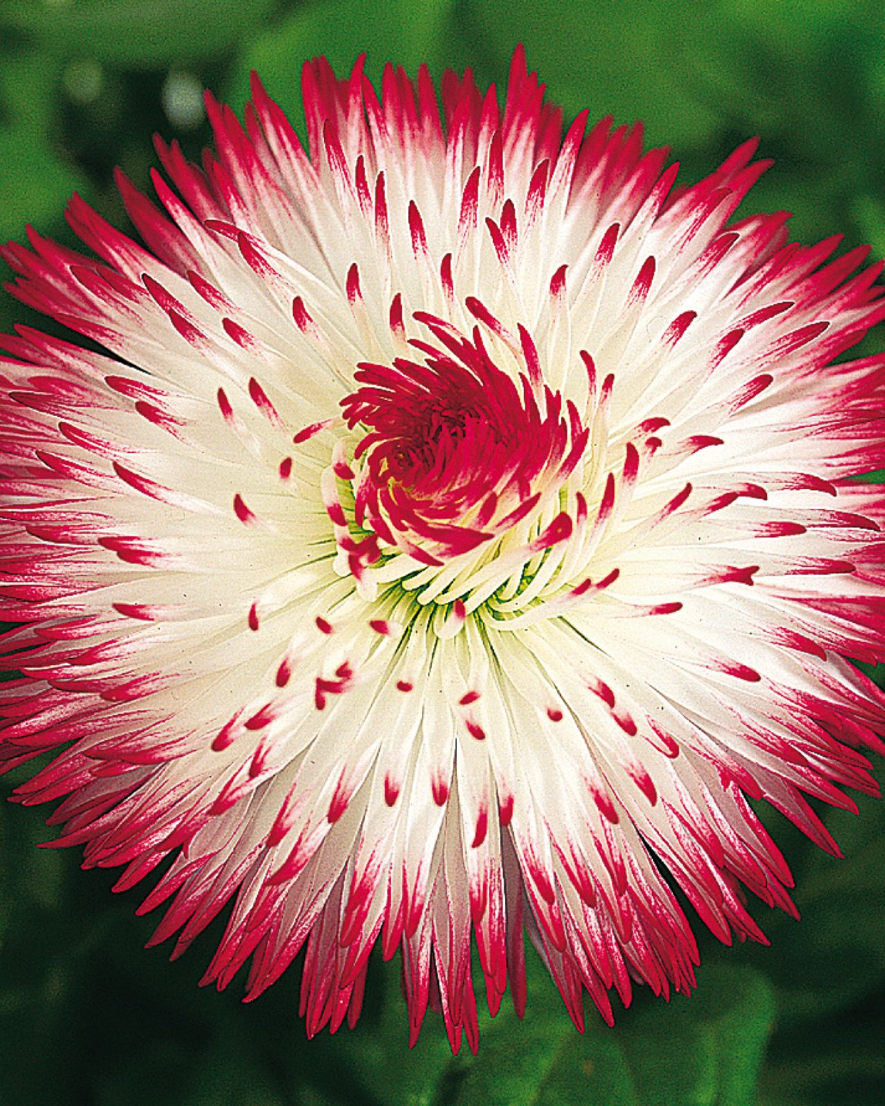 Saulutė lot Bellis perennis HABANERA® White with Red Tips - Image 3
