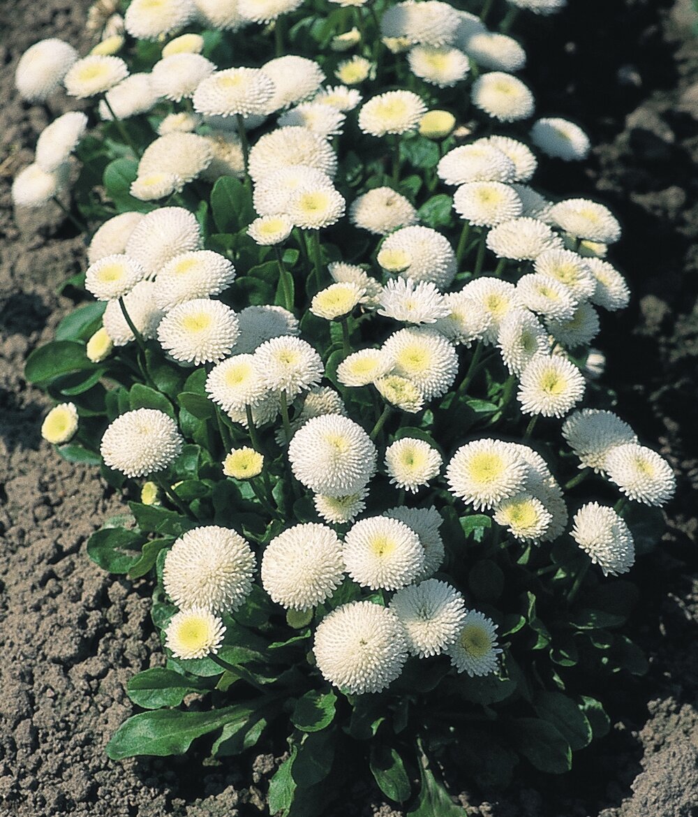 Saulutė lot Bellis perennis 'Tasso White' - Image 2