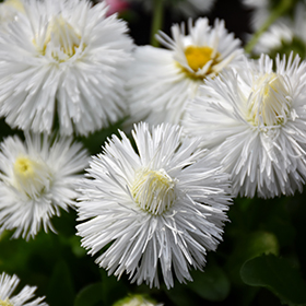 Saulutė lot Bellis perennis HABANERA® White - Image 3
