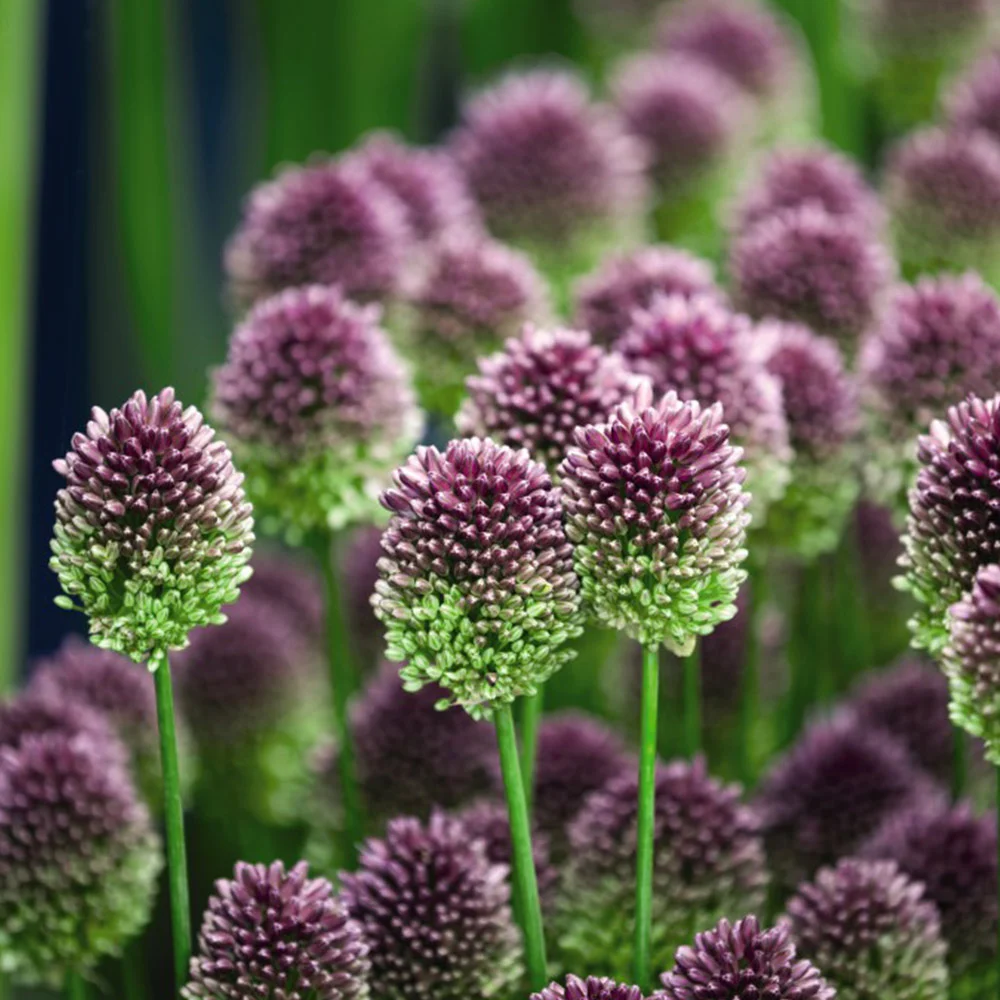 Kiaušininis česnakas lot Allium sphaerocephalon(10vnt)