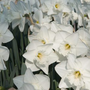 Narcizas lot Narcissus ‘Mount Hood’(5 vnt)