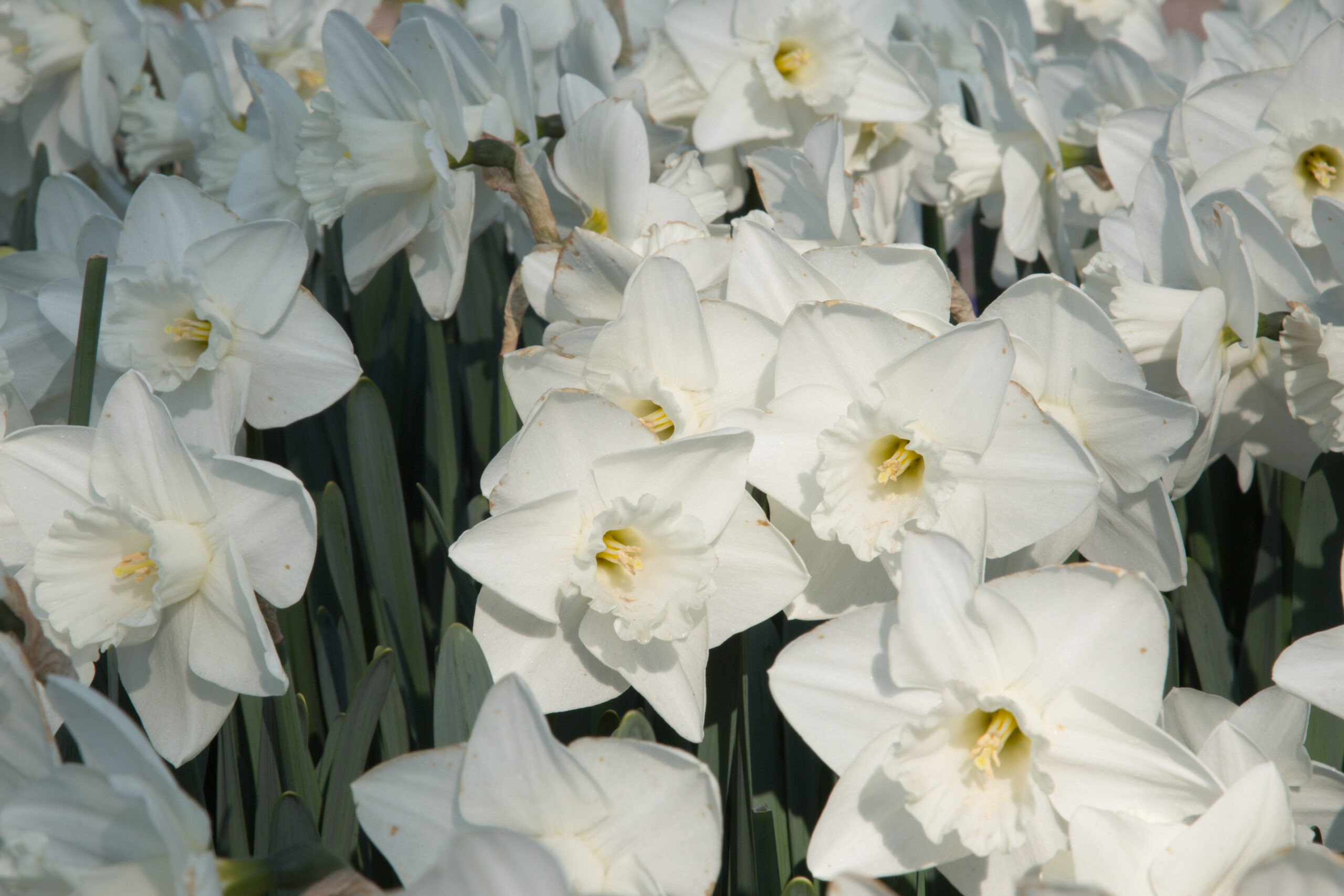 Narcizas lot Narcissus ‘Mount Hood’(5 vnt)