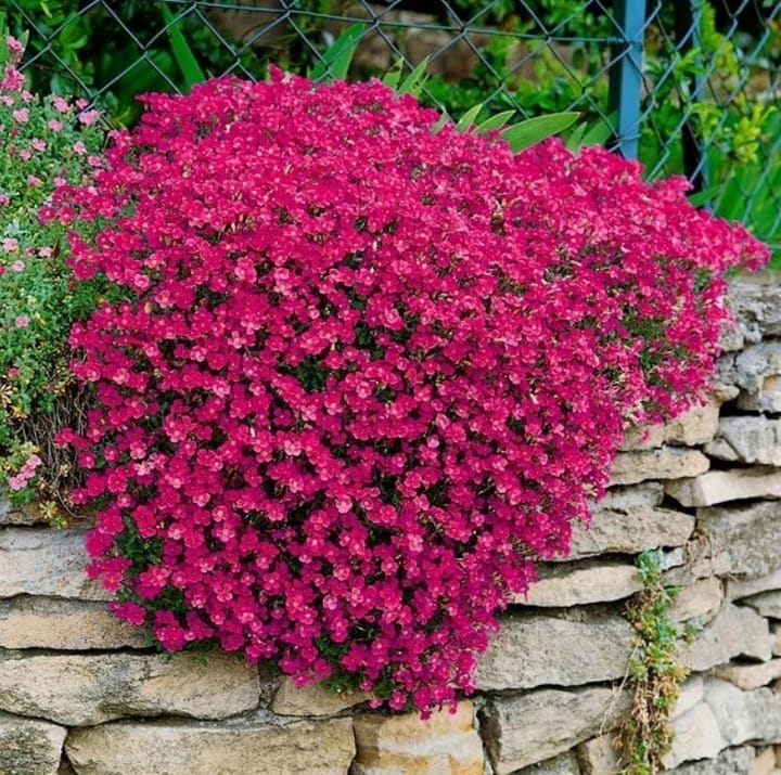 Aubrietė lot Aubrieta hybrida 'Axcent Burgundy' - Image 4