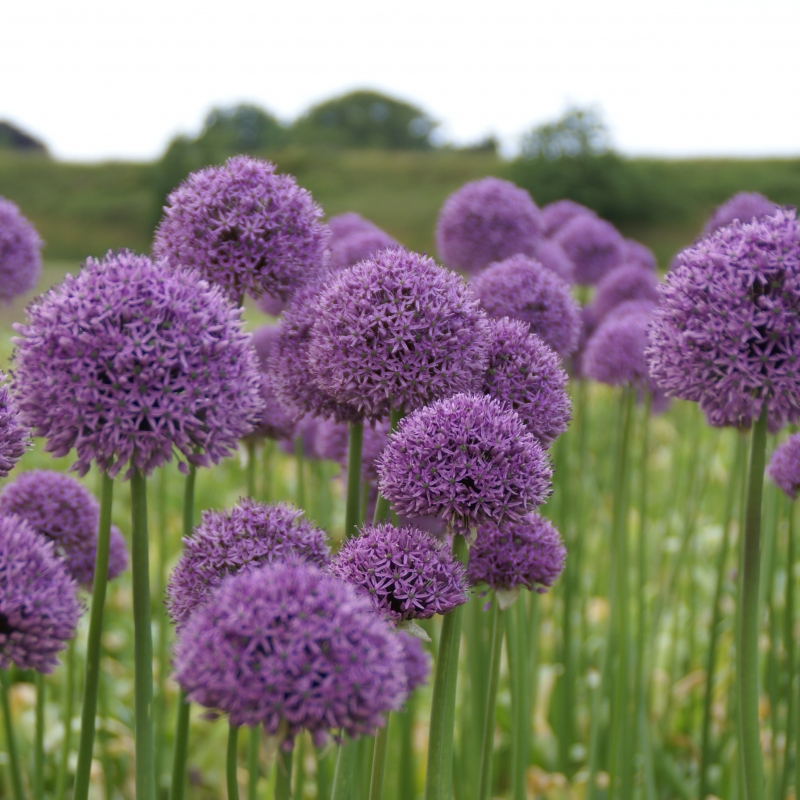 Dekoratyvinis česnakas lot Allium ‘Gladiator - Image 3