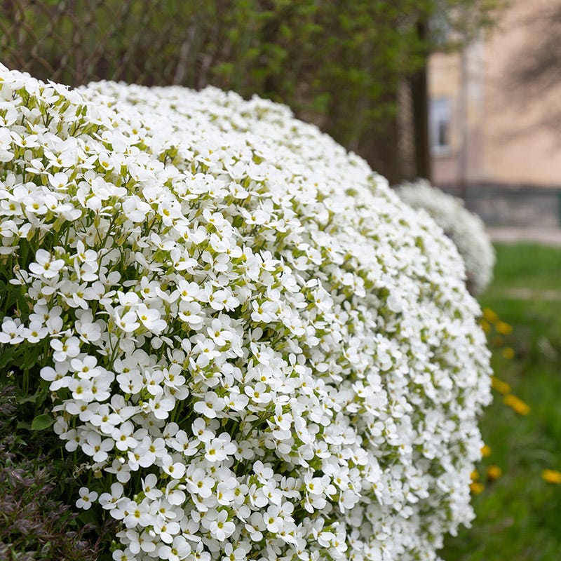 Aubrietė lot Aubrieta hybrida 'Axcent White'