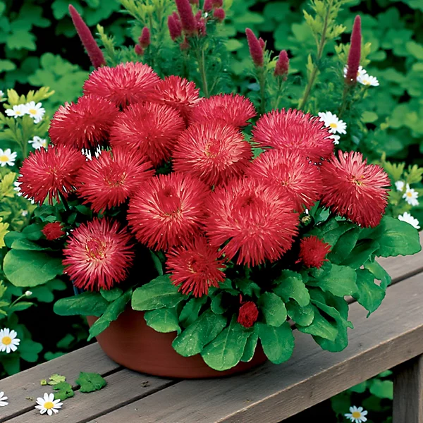 Saulutė lot Bellis perennis HABANERA® Red - Image 2