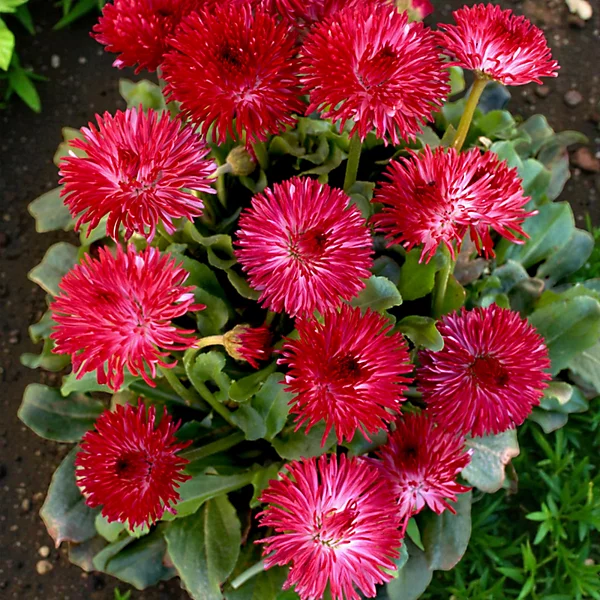 Saulutė lot Bellis perennis HABANERA® Red - Image 3