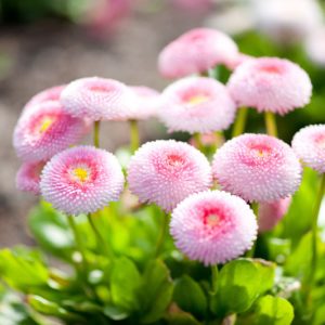 Saulutės – Bellis
