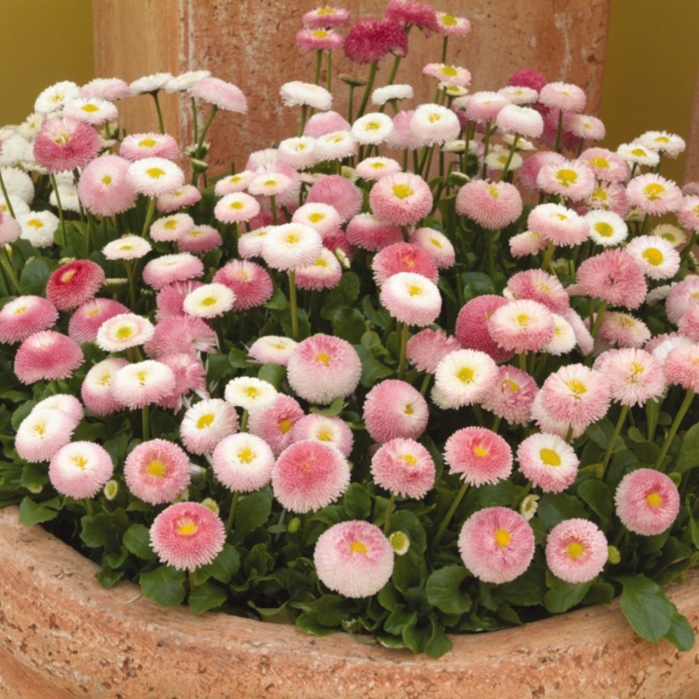 Saulutė lot Bellis perennis 'Tasso Strawberries & Cream' - Image 2
