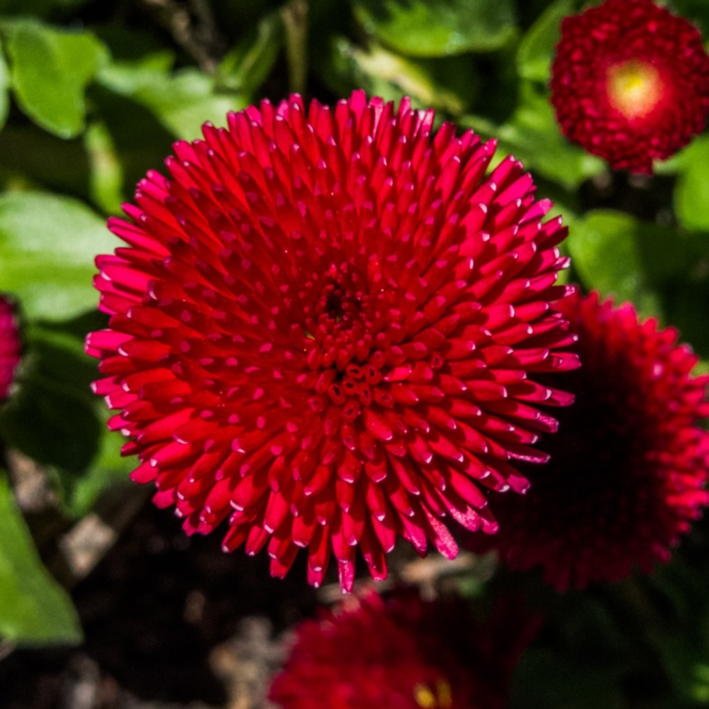 Saulutė lot Bellis perennis 'Tasso Red' - Image 2
