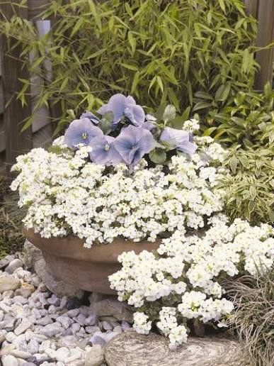 Aubrietė lot Aubrieta hybrida 'Axcent White' - Image 4