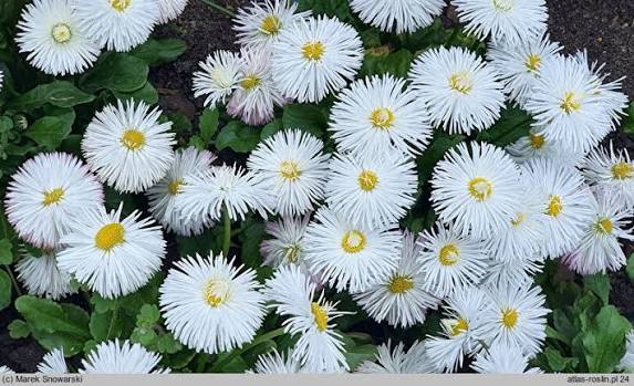 Saulutė lot Bellis perennis HABANERA® White - Image 2