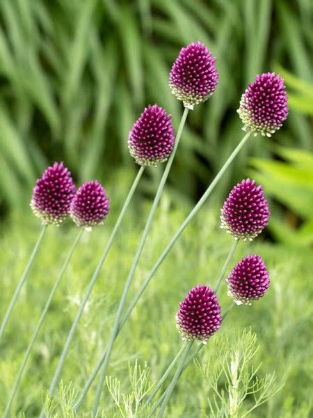 Kiaušininis česnakas lot Allium sphaerocephalon(10vnt) - Image 3