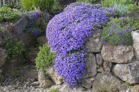 Aubrietė lot Aubrieta 'Blaumeise' - Image 3