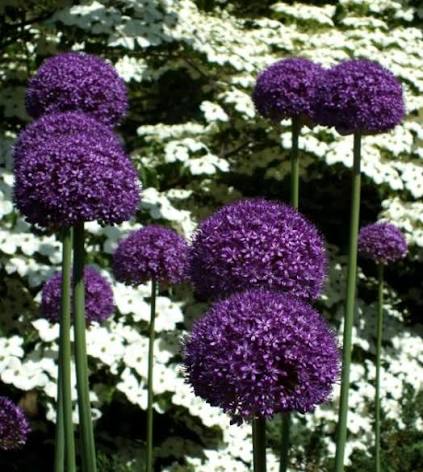Dekoratyvinis česnakas lot Allium ‘Gladiator