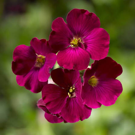 Aubrietė lot Aubrieta hybrida 'Axcent Burgundy' - Image 3