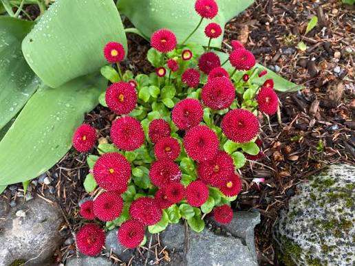 Saulutė lot Bellis perennis 'Tasso Red' - Image 3