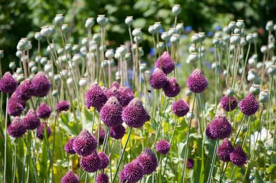 Kiaušininis česnakas lot Allium sphaerocephalon(10vnt) - Image 4