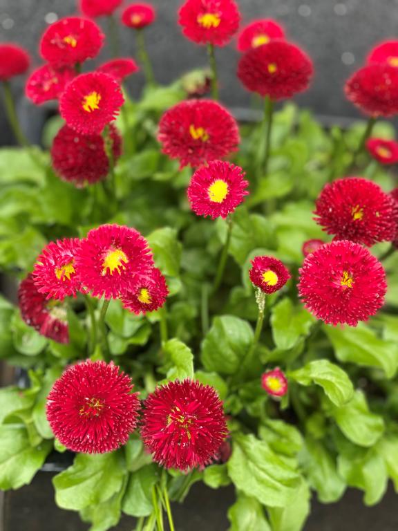 Saulutė lot Bellis perennis 'Tasso Red'