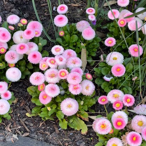 Saulutė lot Bellis perennis 'Tasso Strawberries & Cream' - Image 3